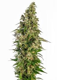 Sensi seeds is the legendary seed bank that's world renowned for its genetic preservation and hybridization of exotic cannabis strains. Sensi Seeds Breeder Seed Bank Info Growdiaries
