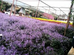 Kalini kami bercuti ke cameron highland dan menginap di apartment cameron jaya selama 3hari 2 malam. Percutian Keluarga Ke Cameron Highlands Part 1 Harrazshi S Blog