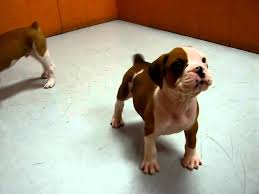 The right boxer, the right home, loved forever. Boxer Puppies For Sale In San Diego California Ca Escondido Hayward Pomona Salinas Youtube