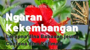 Wangun kode kehormatan pramuka penggalang nyaéta janji anu ngabungkeuleuk dina tri satya jeung dasa dharma. Pamedar Basa Sunda 17 Ngaran Kekembangan Larapna Dina Babasan Jeung Contona Dina Kalimah Youtube