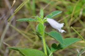 Image result for Sesamum angolense