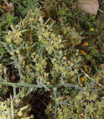 Image result for Asparagus krebsianus