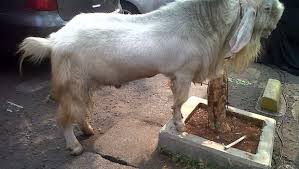 Kambing jenis ini telah pun digunakan secara meluas di malaysia bagi memperbaiki mutu keluaran kambing tempatan. Ini Dia Kambing Kurban Terberat Sedunia