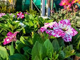 Sneakers, sandali, slingback e dr.martens da comprare adesso. Che La Primavera 2019 Abbia Inizio Centrovivai Garden Center