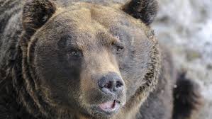 The independent store opened in 2013 and. Japanese Brown Bear Runs Amok In Hokkaido Island S Largest City Global Voices