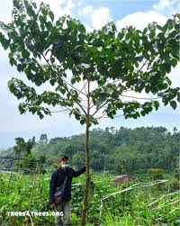 Image result for Gmelina