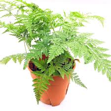 Davallia (deersfoot fern, hare's foot fern, shinobu fern, rabbit foot fern, ball fern) is a genus of about 40 species of fern. Davallia Rabbit Foot Fern 12cm Pot Green Chapter