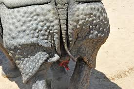 Bhopu the Greater one-horned male Rhinoceros (Rhinoceros u… | Flickr