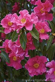 Camellia Buddha A Camellia Reticulata Hybrid Raised At Descanso Gardens In California Introduced In 1948 It Was One Of The Camellia Flowers Large Flowers