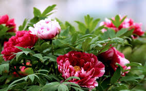 We did not find results for: Peony Flower Wallpapers Wallpaper Cave