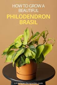 Philodendron Brasil Care Guide Smart Garden Guide In 2020 Philodendron House Plant Care Smart Garden