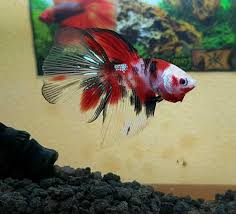 Including double bagging and a heat pack. Halfmoon Koi Betta Fish Steemit