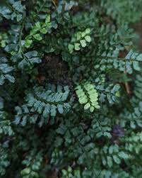 Image result for Arthropteris