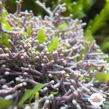 Image result for Microcoelia corallina