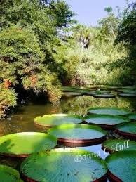 Walking The Garden Paths At Kanapaha Botanical Gardens Garden Visits Botanical Gardens Garden Paths
