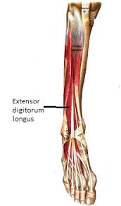 Extensor digitorum longus emerges generally via the upper half of the medial side of the fibula lateral to and also above the origin of the extensor hallucis longus muscle. Extensor Digitorum Longus Muscle Function Innervation Study Com