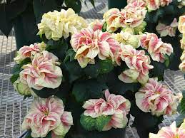 Check spelling or type a new query. Shimmer Surprise Poinsettia Poinsettia Winter Rose Early Marble With Lovely Pink And Cream Winter Rose Christmas Plants Poinsettia Rose Plant Care
