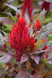 Image result for Celosia elegantissima