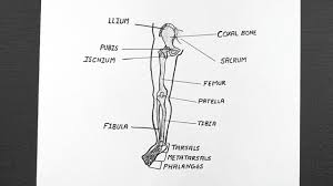 The bones of the leg are the femur, tibia, fibula and patella. Diagram Of Right Pelvic Girdle And Lower Limb Ones Class 11 Biology Youtube