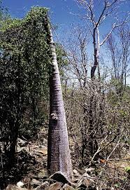 Image result for Cyphostemma hereroense