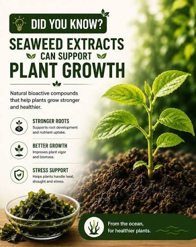 Organic Seaweed Extract Powder supplier