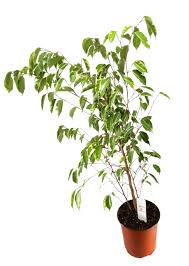 Image result for Ficus variifolia