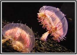 Check spelling or type a new query. Ubur Ubur Berkembang Biak Dengan Cara Cara Golden