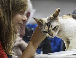 NE Meow Outfit Cat Show