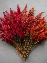 Image result for Celosia nervosa