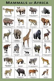 Hundreds of thousands of rhinos, and lions and millions of elephants wandered nearly every region of the continent except the uninhabitable deserts. Mammals Of The African Art Print Field Guide In 2021 African Animals South African Animals Mammals