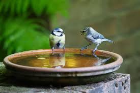 Or a year long meal from any of our bird feeders. How To Get Birds To Use A Bird Bath A Guide 8 Simple Tips Bird Feeder Hub