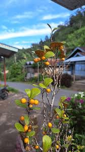 Image result for Diospyros ferrea