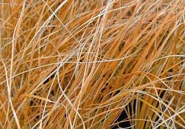 It grows best in full sun and is drought resistant once established. Guide To Ornamental Grasses Jackson S Online Garden Centre