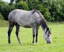 Maybe you would like to learn more about one of these? Horses 101