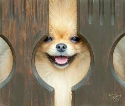 Always Smiling All Of My Poms Smiled All The Time Perros Pomerania Animales Y Mascotas Mascotas