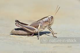 Caloptenus bivittatus (say) scudder, 1902. Nature In Stock