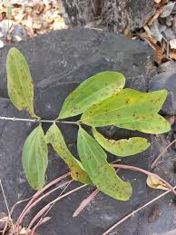 Image result for Strychnos innocua