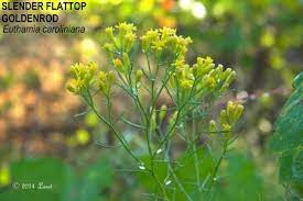 Slender Flattop Goldenrod Euthamia Caroliniana Florida Native Plants Native Plants Goldenrod