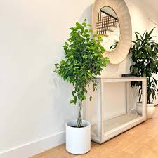 Image result for ficus benjamina en casa