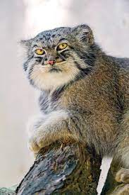 Buzzly Small Wild Cats Pallas S Cat Manul Cat