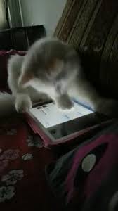 чем больше я узнаю людей тем больше я люблю собак Video Pin Ot Polzovatelya Severina Na Doske Chem Bolshe Uznayu Lyudej Tem Bolshe Ya Lyublyu Koshek Zabavnye Zveryushki Smeshnye Kotyata Milye Kotiki