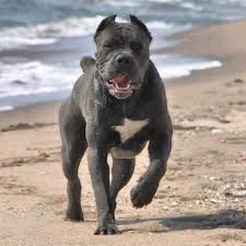Cane corso fontana, california, united states. Venta De Cane Corso Comprar Cachorros Cane Corso Online Barcelona