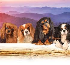 You could also look into pet stores and puppy farms, but make sure they are ethical. Honeybee Farm Cavaliers King Charles Cavalier Puppies