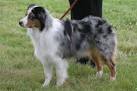 - Virginia Australian Shepherd Rescue - ADOPTIONS - Rescue Me!