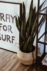 9 Recent Ikea Purchases Alyssa Ponticello In Good Taste Ikea Basket Ikea Plants Bohemian House Decor
