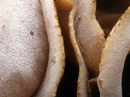 Image result for Tinnea vesiculosa