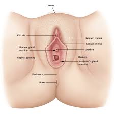 Diagram showing the interaction between female sexual organs and the brain, on one side, the normal reproductive cycle, and on the other, the effect of the contraceptive pill. Patient Education Vaginal Discharge In Adult Women Beyond The Basics Uptodate