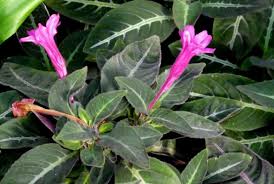 Image result for Ruellia makoyana