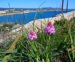 Image result for Sorindeia rhodesica