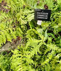 Image result for Pleopeltis  × simiana